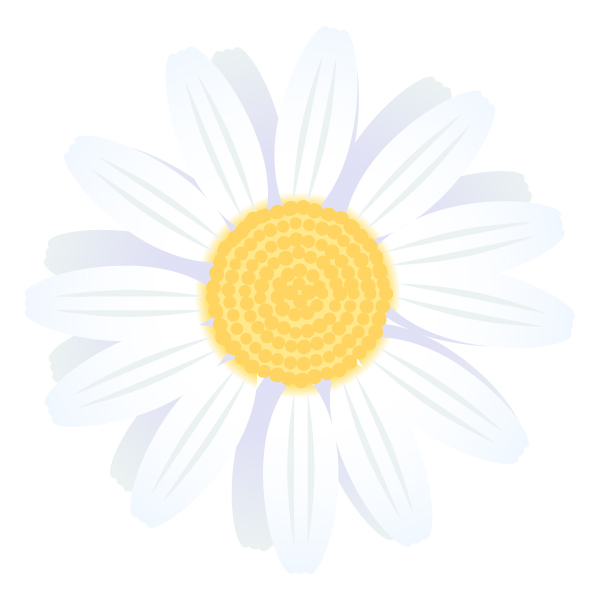 白い菊（しろぎく）