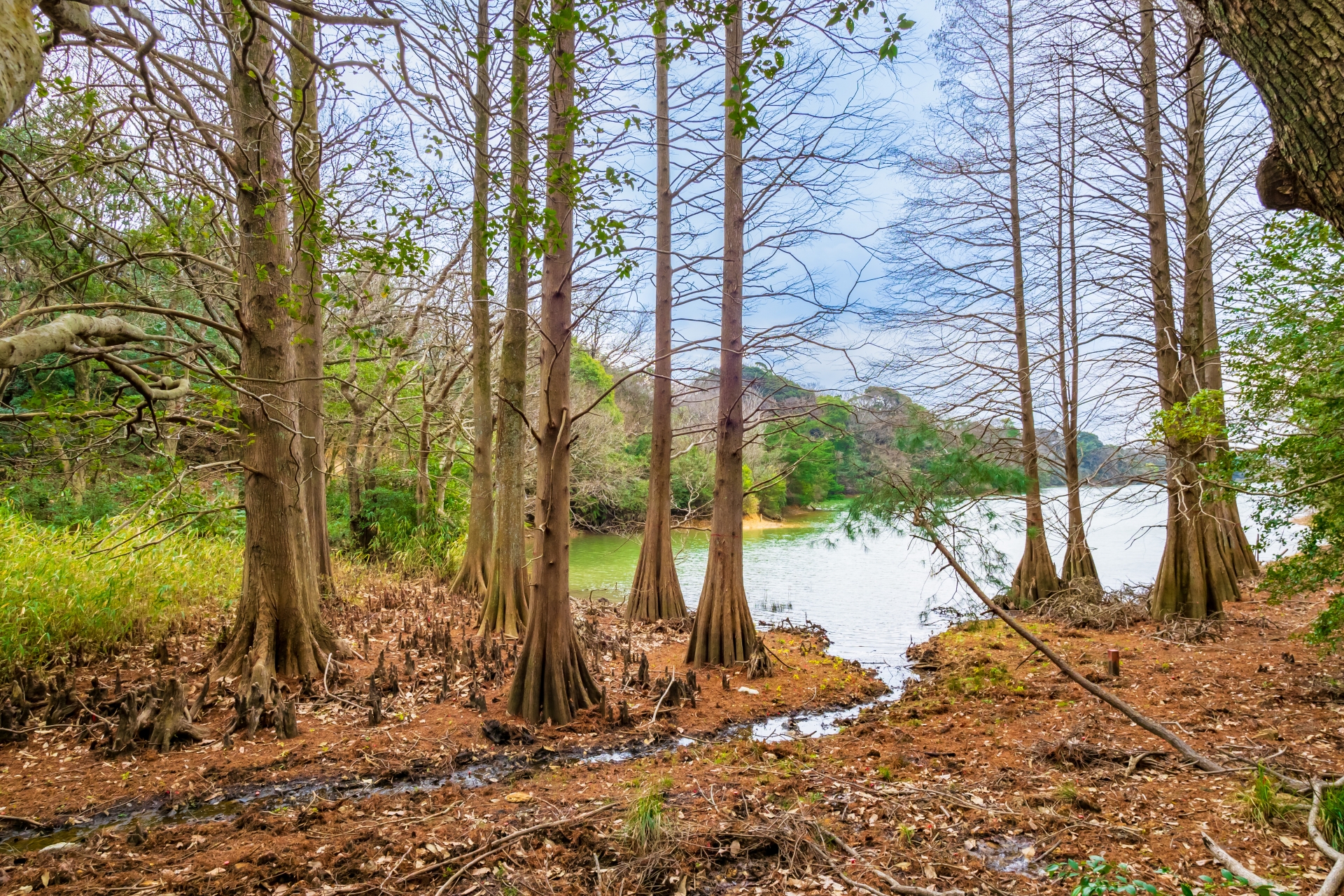 ペット供養の方法:植樹